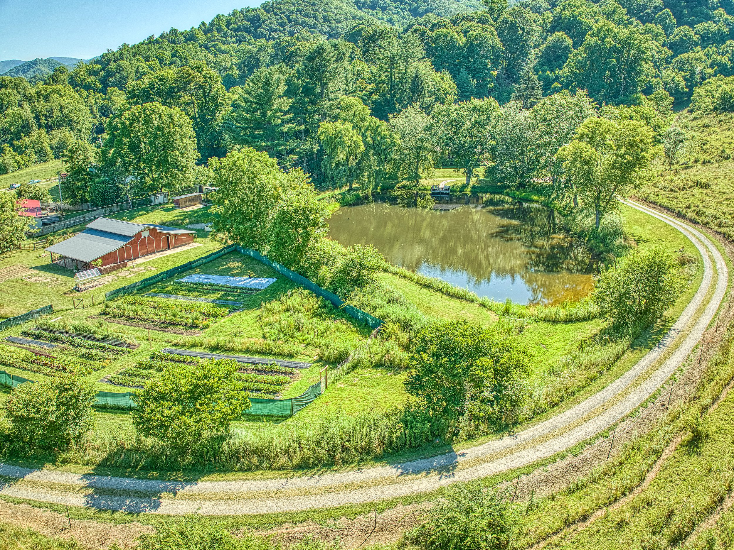 Rows of vegetables growing at Heath Retreat Farm