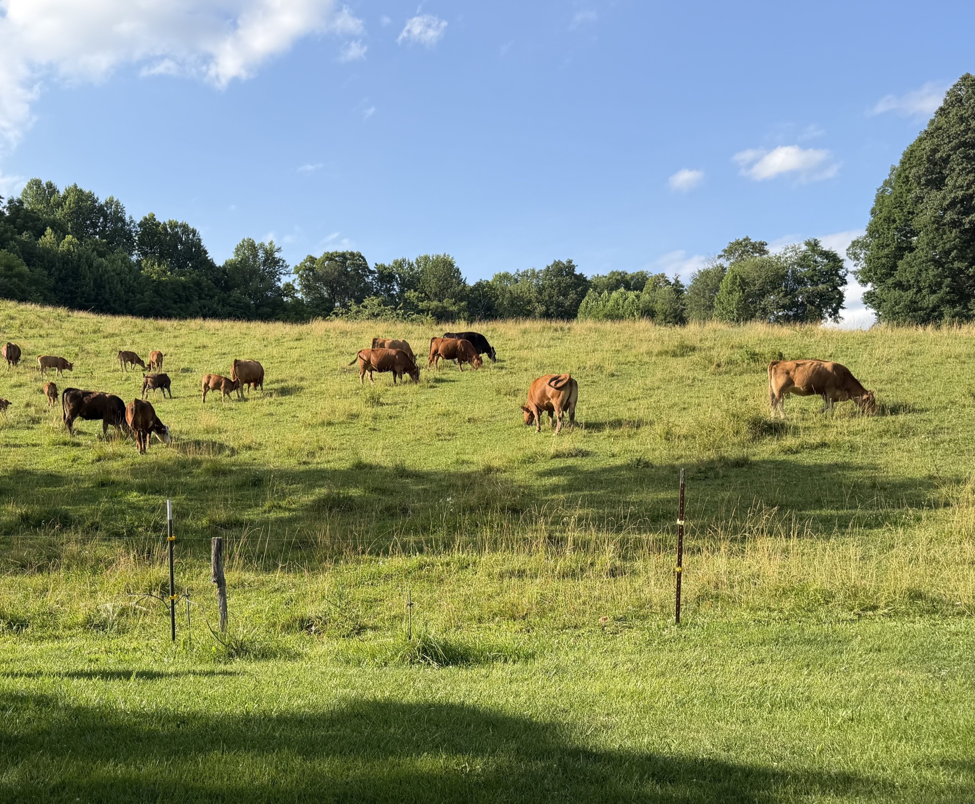 Cows grazing in a field at Heath Retreat Farm