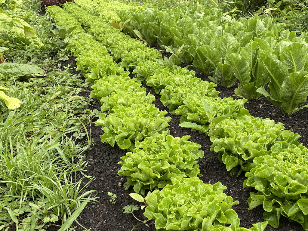 Freshly harvested lettuce from Heath Retreat Farm
